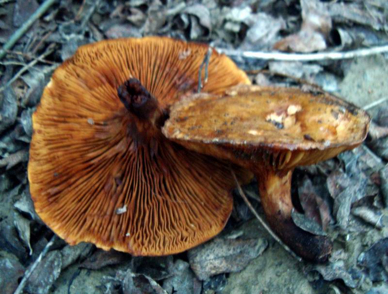 Paxillus rubicundulus